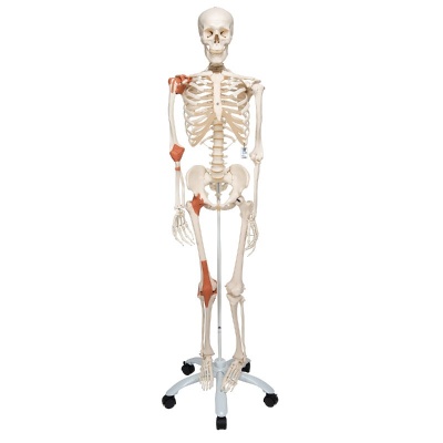  Skeleton Spine and Rib Cage- Life-Size- 2nd Class : Clothing,  Shoes & Jewelry